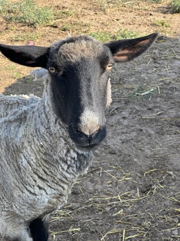 Young lambs