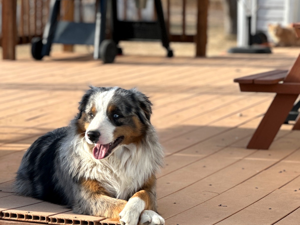 Cinch, our blue merle mini Australian Shepherd stud dog, resting on the deck at Milliron 7 Homestead in Nunn, Colorado