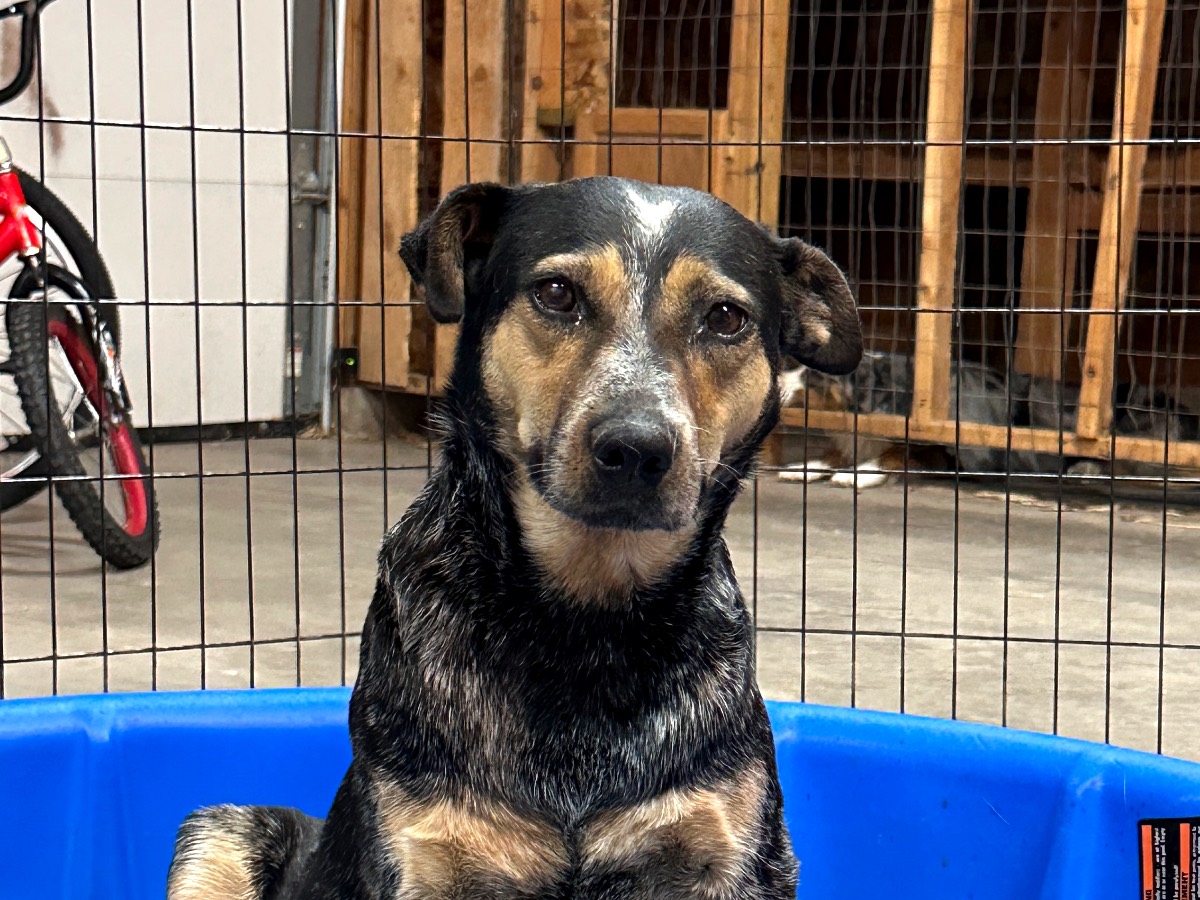 Dally, our blue heeler dam, mother of the mini Aussie x blue heeler puppies
