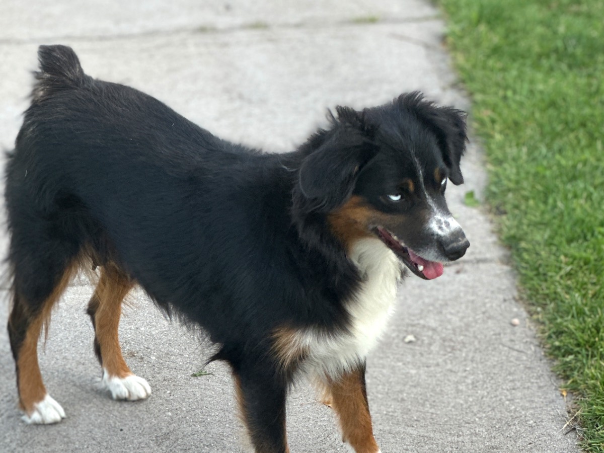 Riggin, our ASDR registered black tri mini Australian Shepherd dam, mother of the pure mini Aussie litter